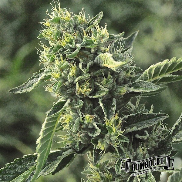 View OG Kush Humboldt Sementes Empresa