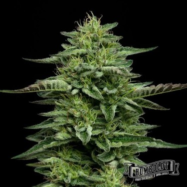 View The Bling Humboldt Seeds Company