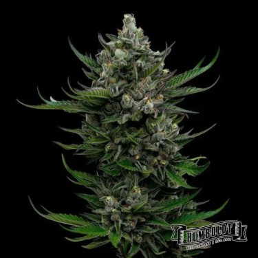 View All Gas OG Auto da Humboldt Seed - GB The Green Brand