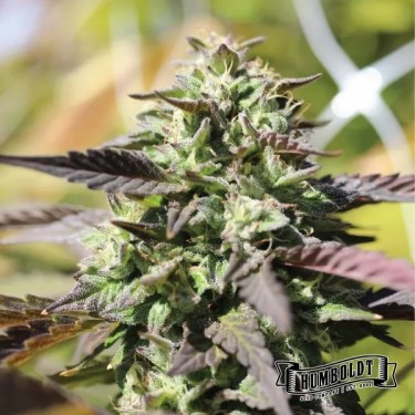 View Chunkadelic Auto da Humboldt Seed - GB The Green Brand
