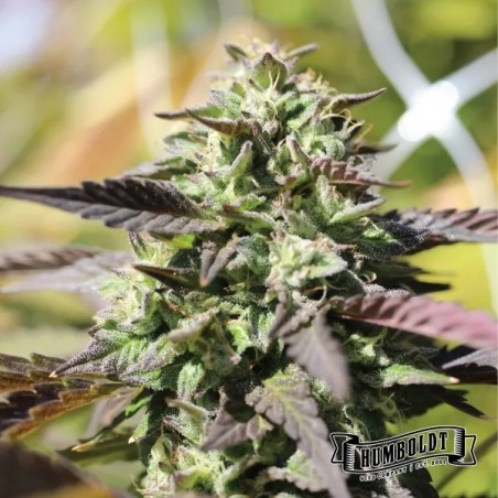 Chunkadelic Auto da Humboldt Seed - GB The Green Brand