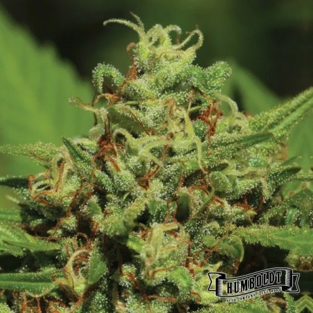 Emerald Fire OG Auto da Humboldt Seed - GB The Green Brand
