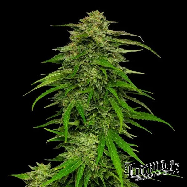 View Mango Sherbet Auto de Humboldt Semente - GB A Marca Verde