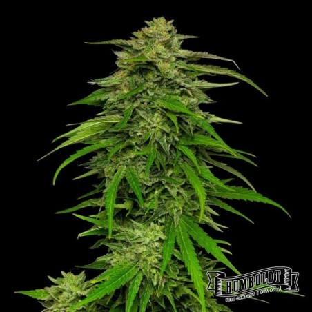 Mango Sherbet Auto da Humboldt Seed - GB The Green Brand