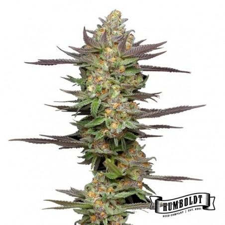 Mint Jelly Auto de Humboldt Seed - GB A marca verde
