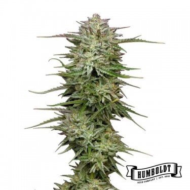 View Pound Town Auto de Humboldt Seed - GB A marca verde