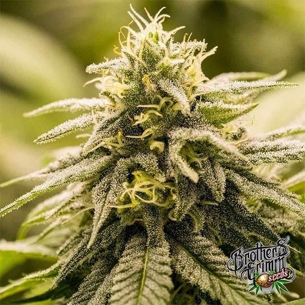 View G13 Genius