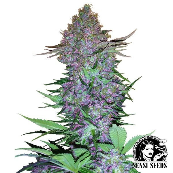 View Purple Skunk Auto