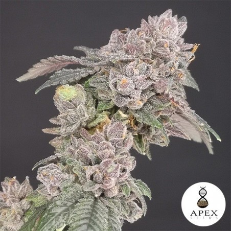 Biscotti Apex Sementes