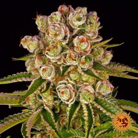 Fazenda de Kush Mintz Barney