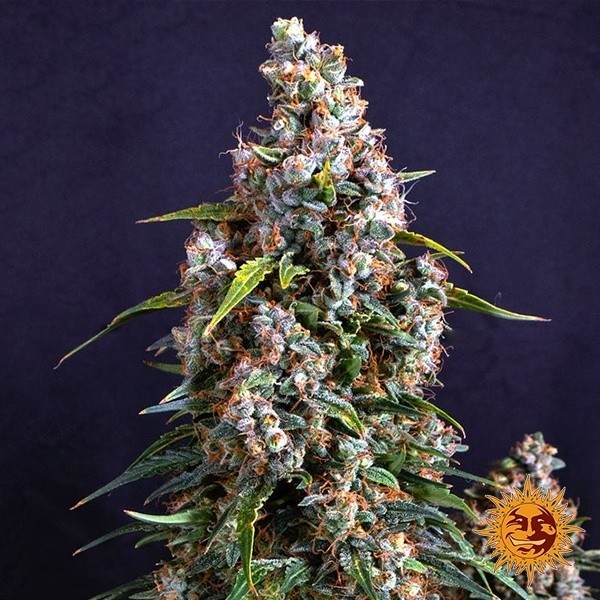 View Cheesecake de morango Auto