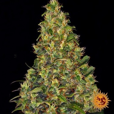 Amnesia Haze Auto Banrey's Farm