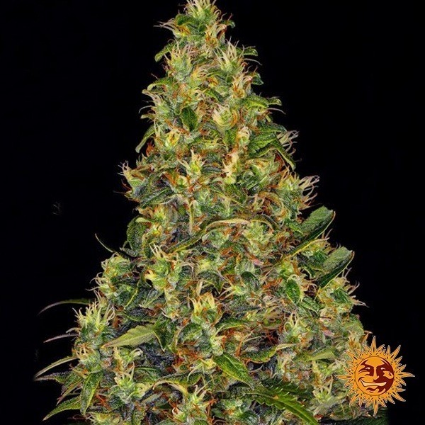 View Amnesia Haze Auto Banrey's Farm