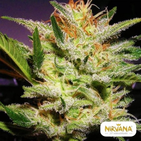 Sementes Amnesia Auto de Nirvana- GB A marca verde
