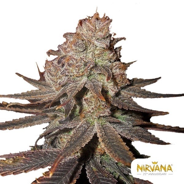 View Sementes de Nirvana Auto Blueberry