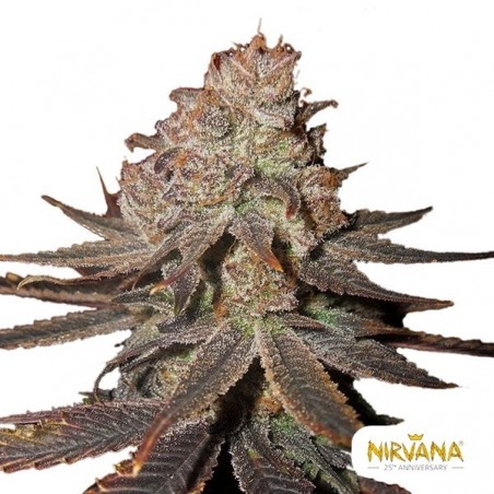 Sementes de Mirtilo Automáticas Nirvana