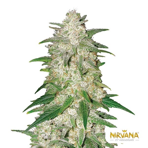 View Gelato Auto Nirvana