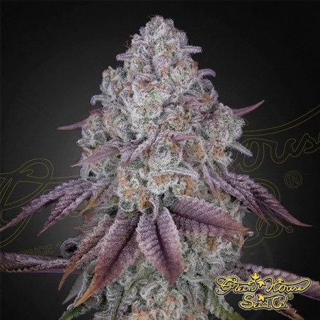Persa Pie Green House Sementes