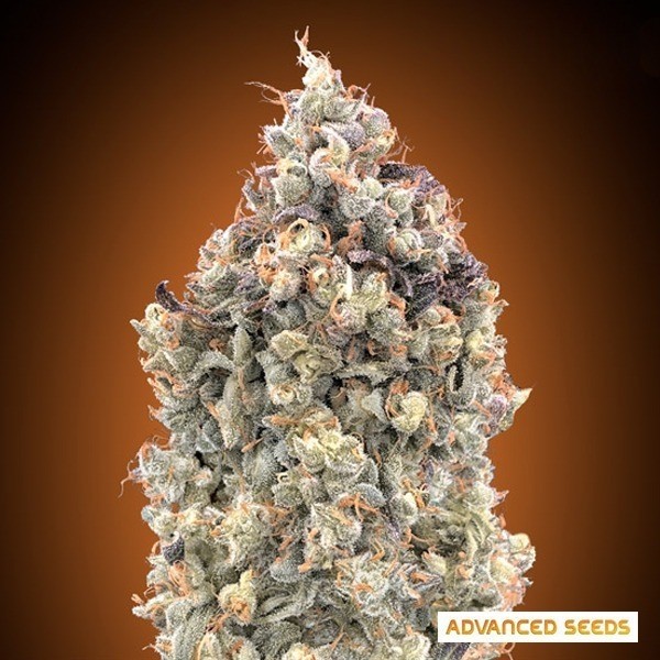 View Auto Melancia OG