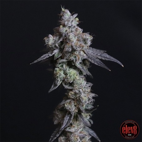 Sementes Lady Kush elev8