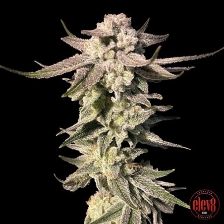 Sementes White Blizzard elev8