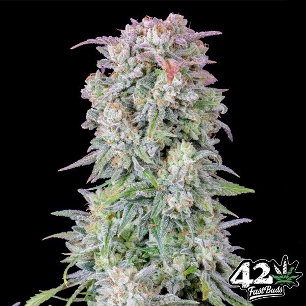 View Afegão Kush Auto