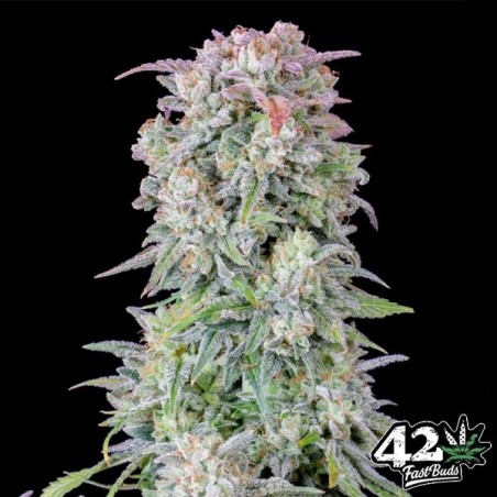 Afegão Kush Auto