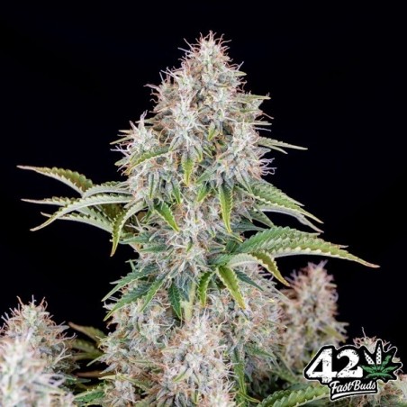 Cinderela Auto Fast Buds Auto