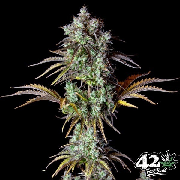 View Big Bud Auto Fast Buds