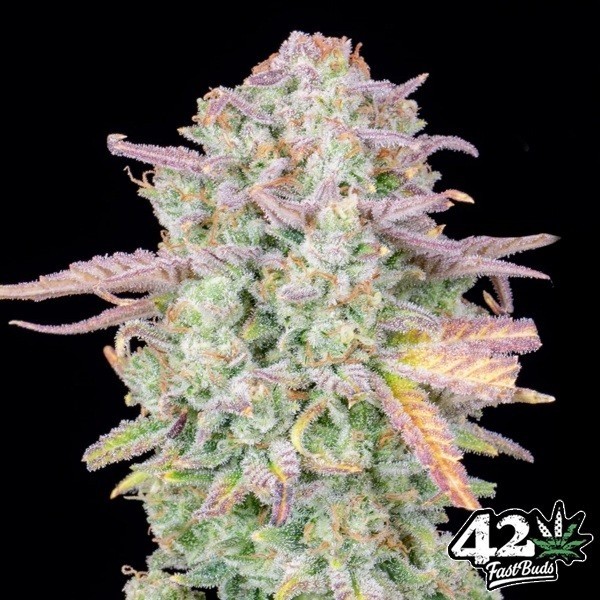 View Trainwreck Auto Fast Buds Auto