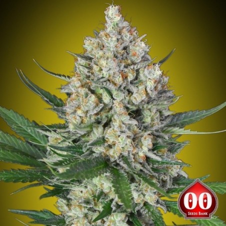 Limão OG 00 Sementes
