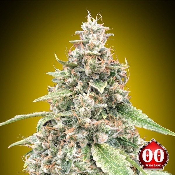 View Auto Lemon OG 00 Sementes