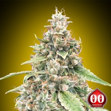 Auto Lemon OG 00 Sementes