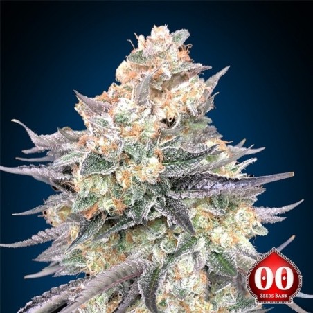 Blue Dream 00 Sementes