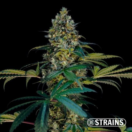 Miracle Alien Cookies Ultra Rápida