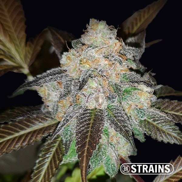 View Harlequin CBD