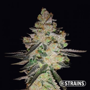OG Kush CBD GB Strains