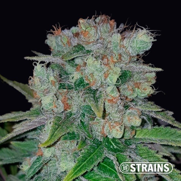 View Strawberry Cake CBD