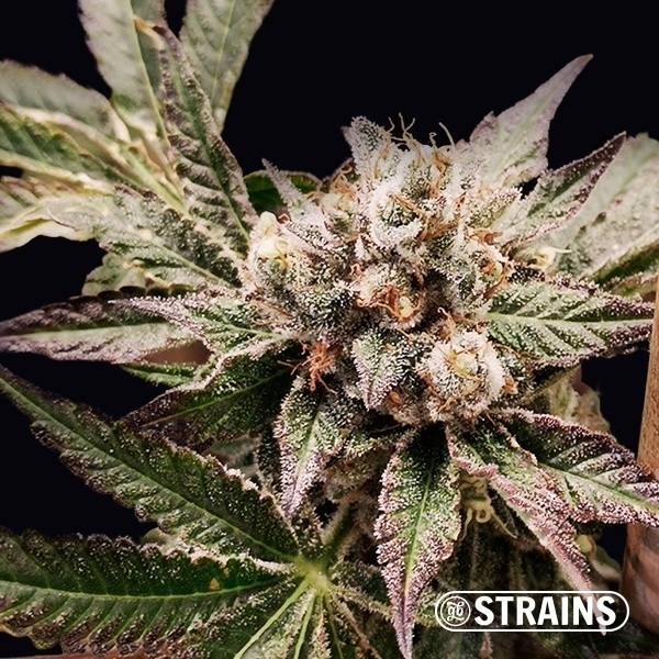 View Grand Daddy Purple (GDP)