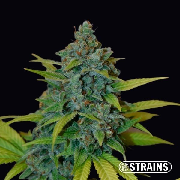 View Strawberry Banana