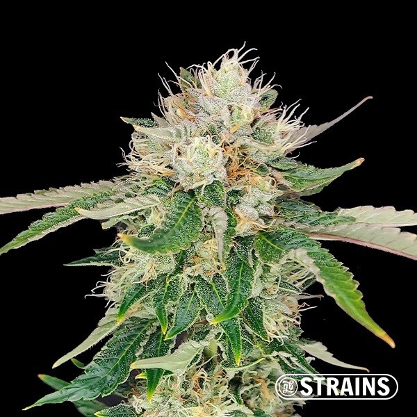 View Auto Blue Cheese CBD