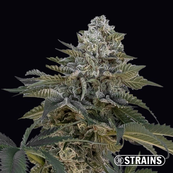 View Auto Frosted Cake CBG