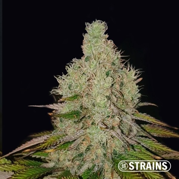 View Auto Tropicanna Cookies XXL