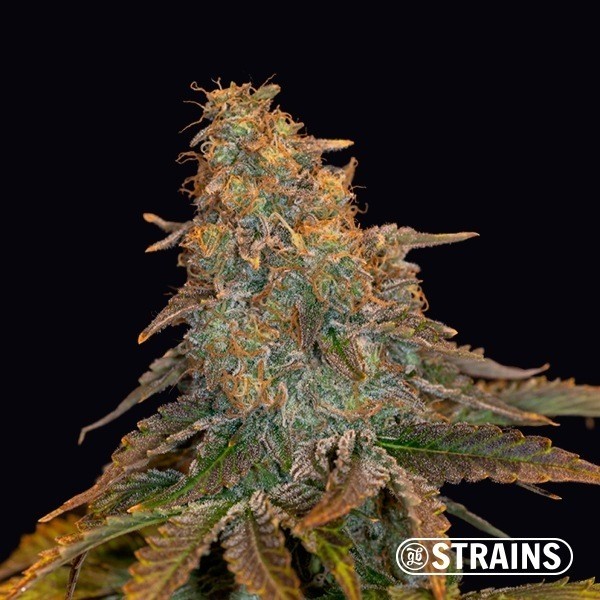 View Auto Grand Daddy Purple XXL