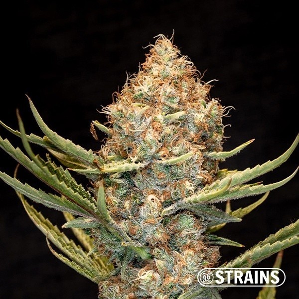 View Auto New Glue XXL