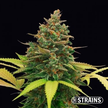 View Auto Bubblegum XXL