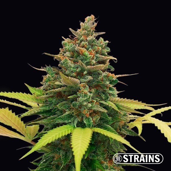 View Auto Bubblegum XXL