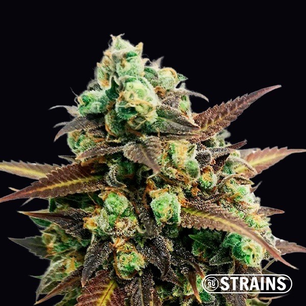 View Auto Tangerine Kush
