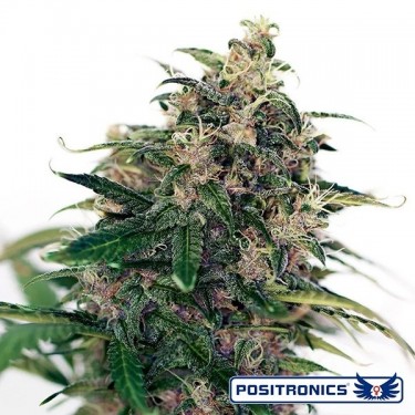 Somango 47 Auto