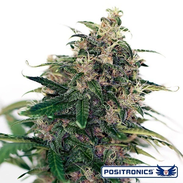 Somango 47 Auto